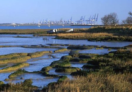 Dredging at Port of Felixstowe Supports Innovative Coastal Protection and Wildlife Habitat Project